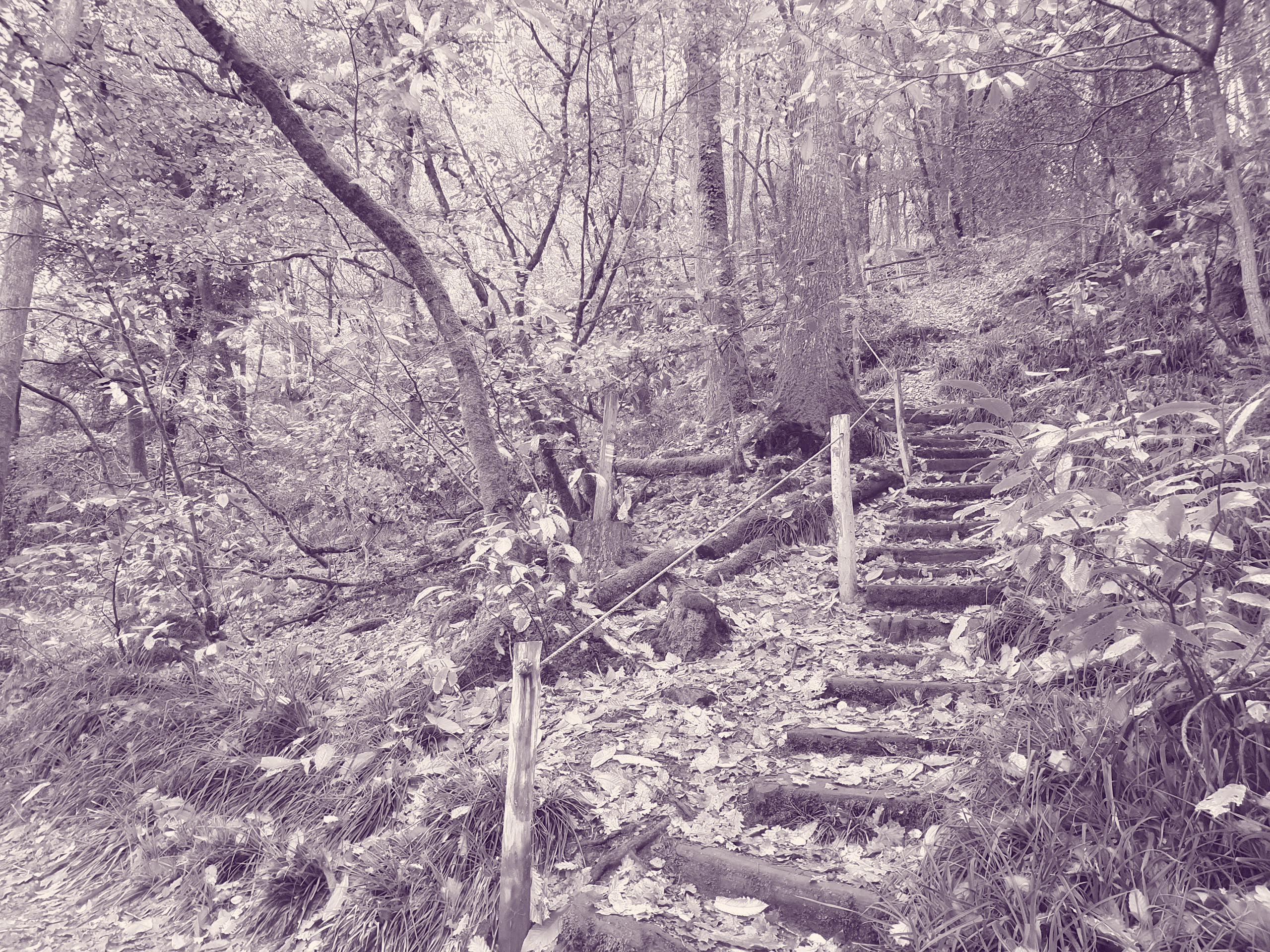 photo chemin en foret