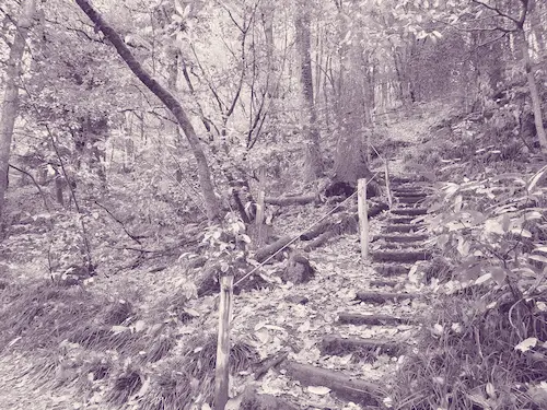 Pas à page forêt